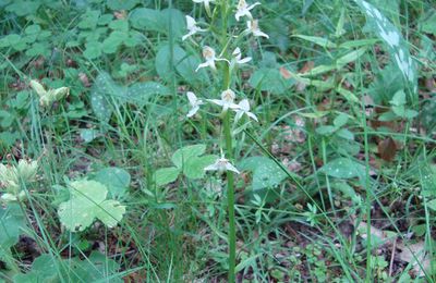 Platanthera Chlorantha - Platanthère Verte