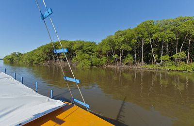 BRESIL - L'Etat de Pará protège ses mangroves