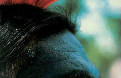 "Un Blues de coyote" de Christopher Moore