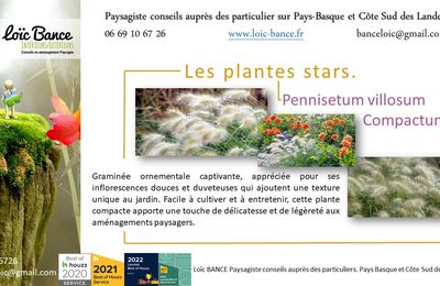 🌾 Pennisetum villosum compactum par Paysagiste Pays Basque, Paysagiste Landes.