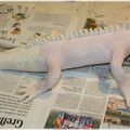 LEZARD EN COURS D'ÉMAILLAGE