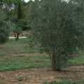 Grand nettoyage dans les oliviers.........