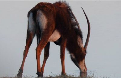 Le Botswana : safari dans le parc Chobe