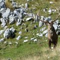 Brame à l’italienne ou quelques jours avec les cerfs des Abruzzes