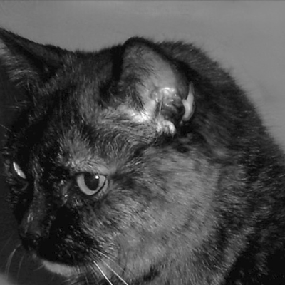 MartineGrifelins