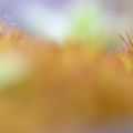 Orange pressée