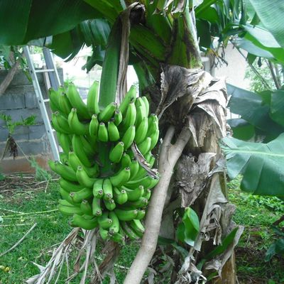 Réflexion sur Dieu et Ses qualités reflétées partout dans la création