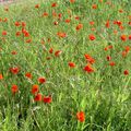 Coquelicots - Photos envoyées par Elisabeth 