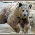 Mieux vaut être dans le ventre d'un ours qu'entre ses crocs ... (Aleksis Kivi)