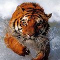 Que les tigres ne disparaissent jamais de la surface de la Terre...