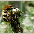 Une trichie fasciée, au fond du jardin