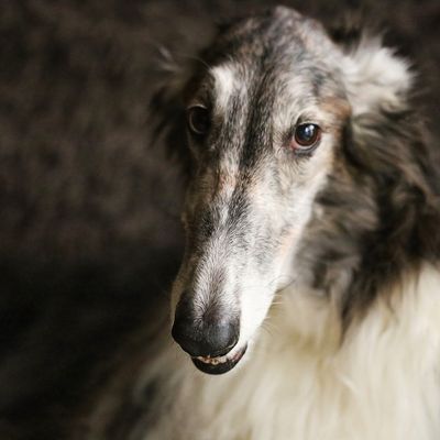 Barzoï tout simplement ... Simply borzoi 