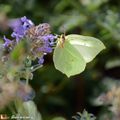 Un papillon aux ailes découpées en forme de feuille