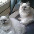 India femelle mitted disponible