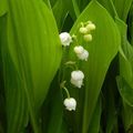 Muguet