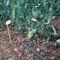 Tomates &quot; german red strawsberry &quot; ;