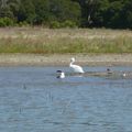 Ballade en canoe