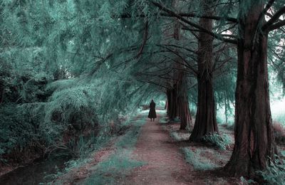 Allée en sous-bois