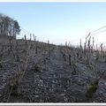 Dans les vignes…