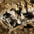 Photo Mammoth Cave (Kentucky) - Fleur de gypse - Philippe Crochet - Photographe de la spéléologie et du monde minéral