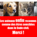 Nos animaux... et ceux des autres !