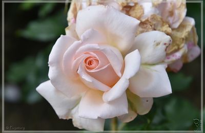 La Rose de Ronsard.