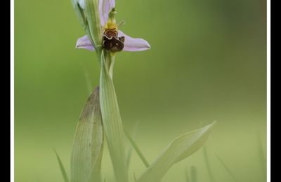 Sur la pelouse, l'Ophrys abeille dans tous ses états!