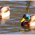 LE CANARD COLVERT