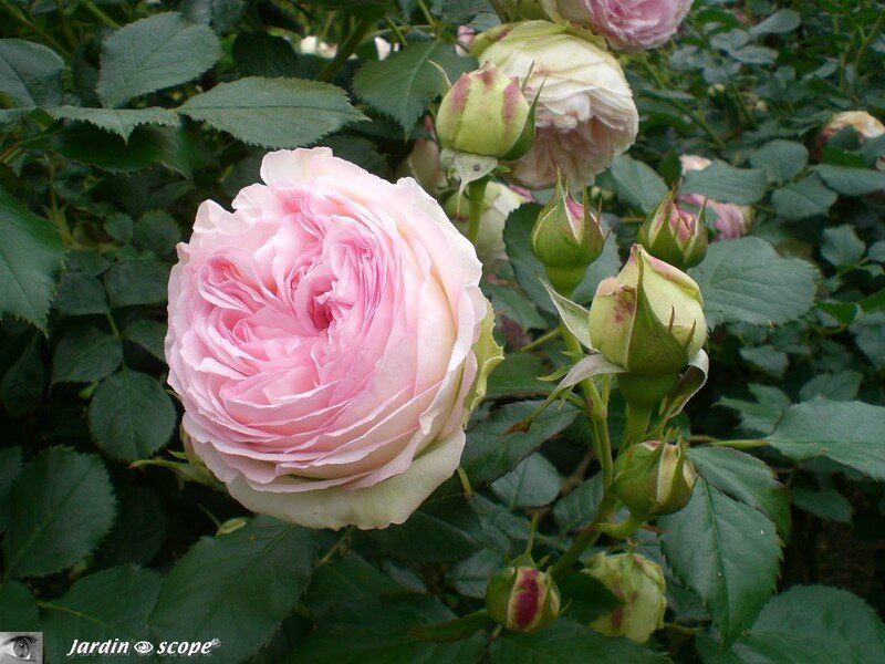 Rosier Pierre de Ronsard