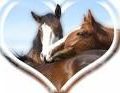 les chevaux i love you :)