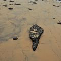 La Dune du Pyla dans tous ses etats, Gironde