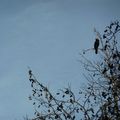 Encore les cormorans