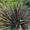  🌱- PHORMIUM TENAX ‘PURPUREUM’