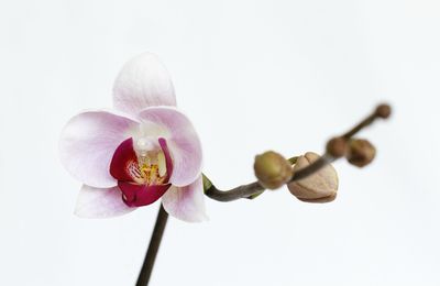 Orchidée, 1ère fleur , c'est le printemps!