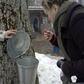 Maple syrup Festival
