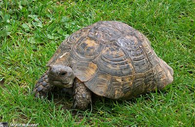 La Tortue d'Hermann est la seule tortue terrestre de France