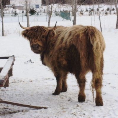 Qui possède une vache est riche!