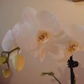Mes orchidées 
