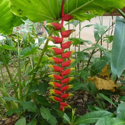 les plantes par passion