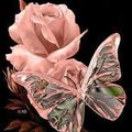 rose et papillon