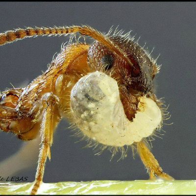Myrmica rubra en action !