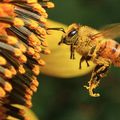 Les abeilles, philosophes par nature