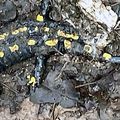 La salamandre, animal mythologique et emblématique