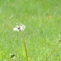 Les photos presque macro 