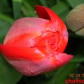 Tulipe rouge