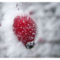 coccinelle des neiges