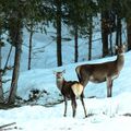 biche et jeune