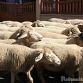LifeStyle Avril 2014: On va voir les ... moutons !