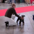 Résultats Exposition Canine Montpellier 27 Janvier 2008