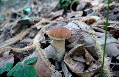 Cèpes 2019 : un été à la fortune du chaud...